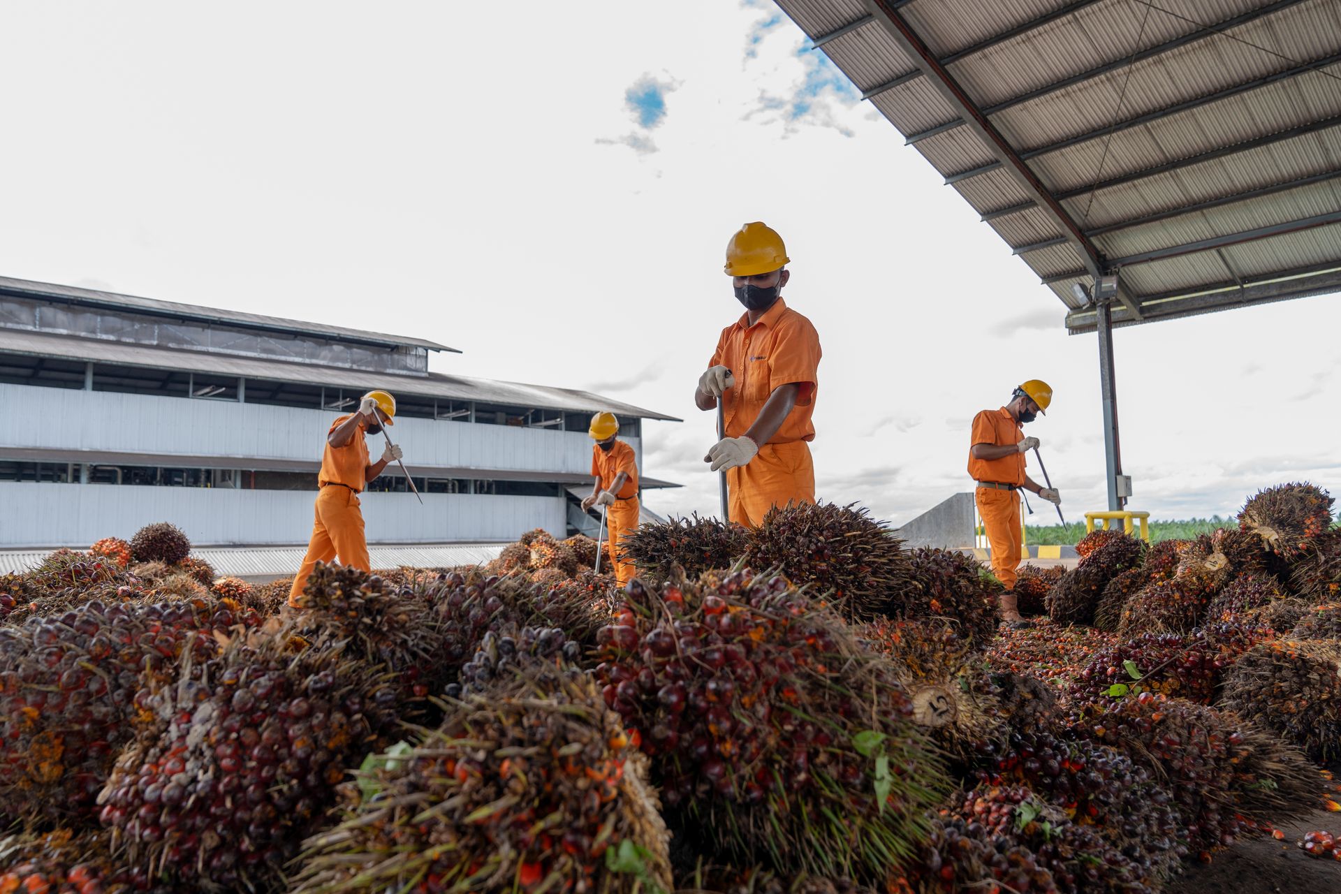 Jurus Musim Mas Genjot Produksi Minyak Berkelanjutan di Indonesia
