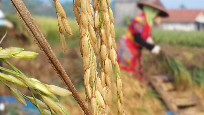 7 Daerah Penghasil Padi Terbesar di Jawa Timur dan Tingkat Produksinya
